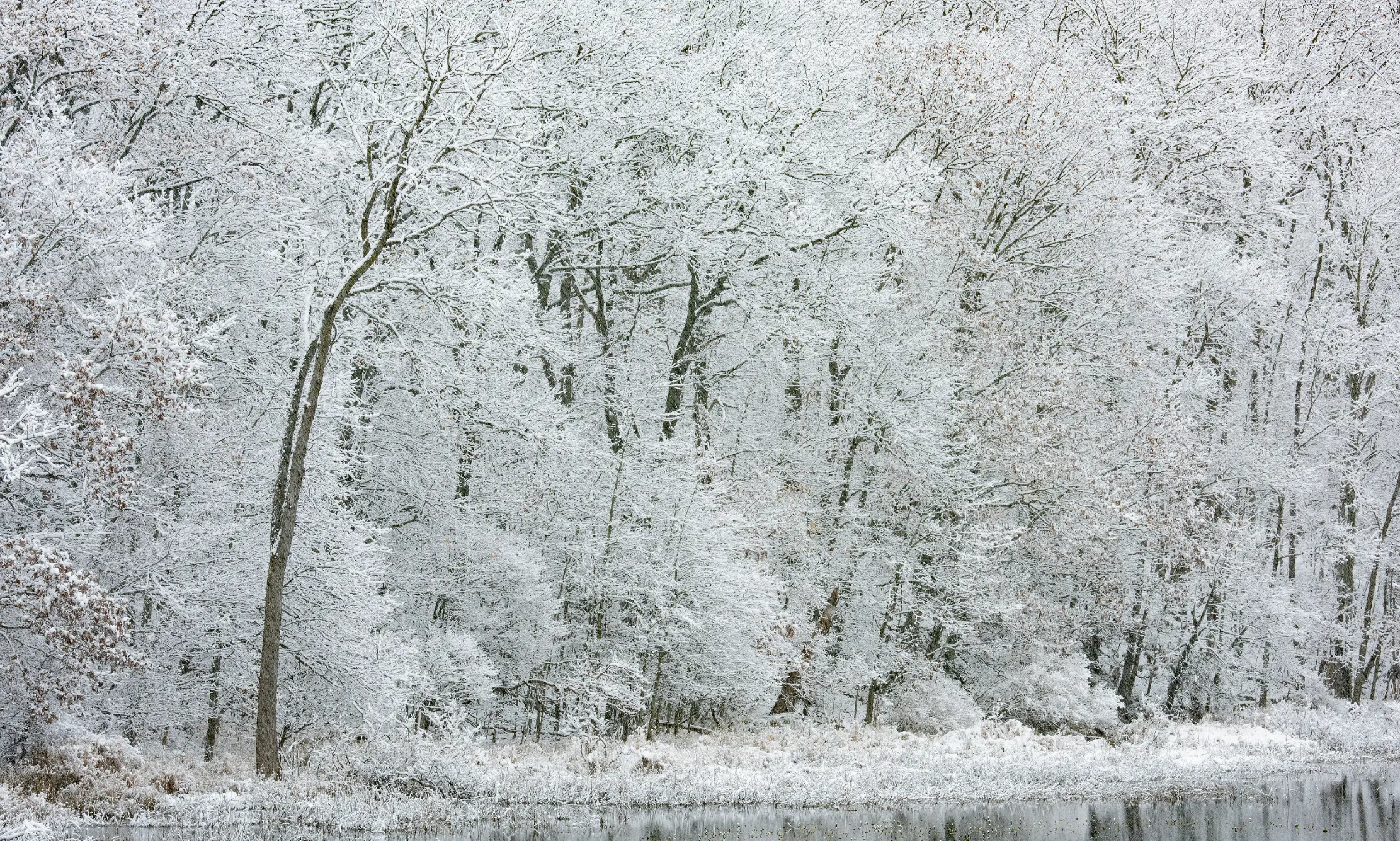 A forest of bare trees covered in a thick layer of snow, creating a frosty white winter landscape with a reflective pond at the bottom.